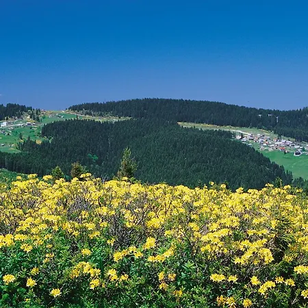 Zifin 3* Giresun